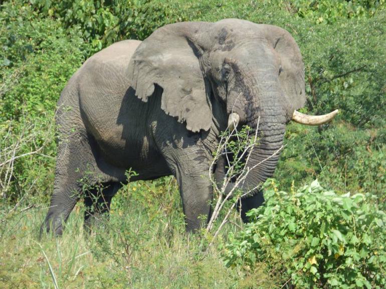 ELEPHANTS 